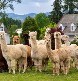 Alpacas on the farm