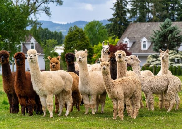 Alpacas on the farm