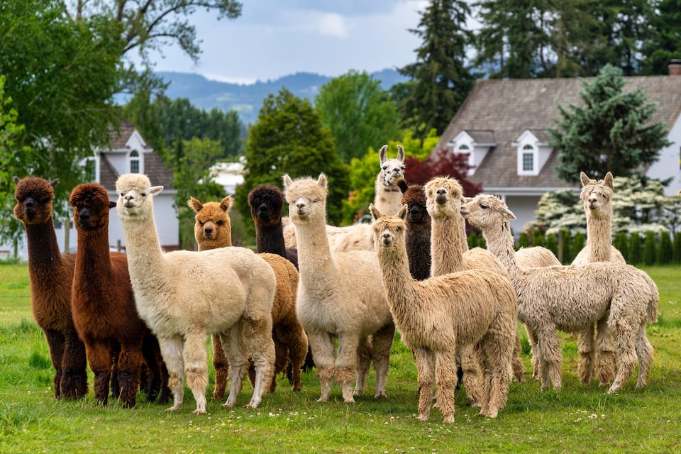 Friendly alpacas to welcome you