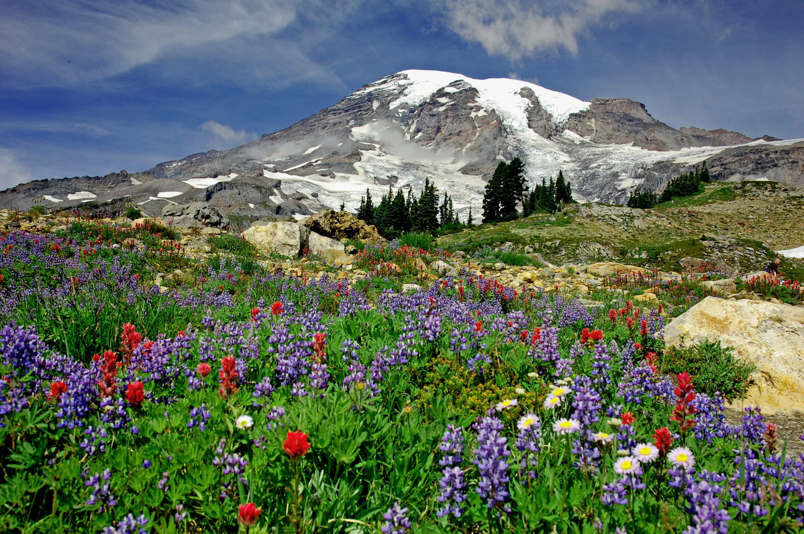 flowers blooming at Mount Rainier 