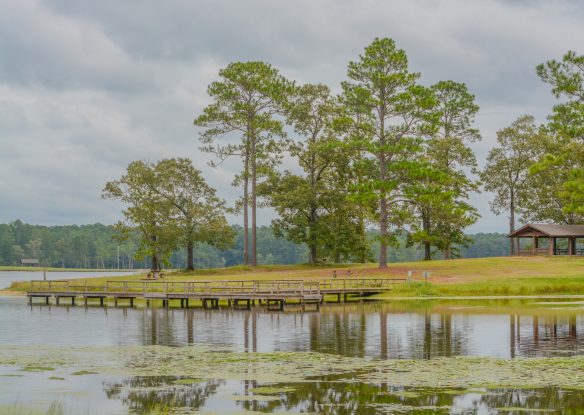 Water and trees at park