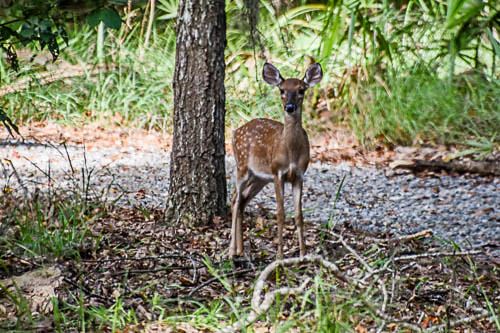 Deer at Skidaway Island