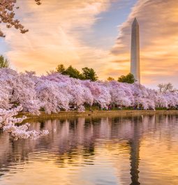 cherry blossom trees lining the water