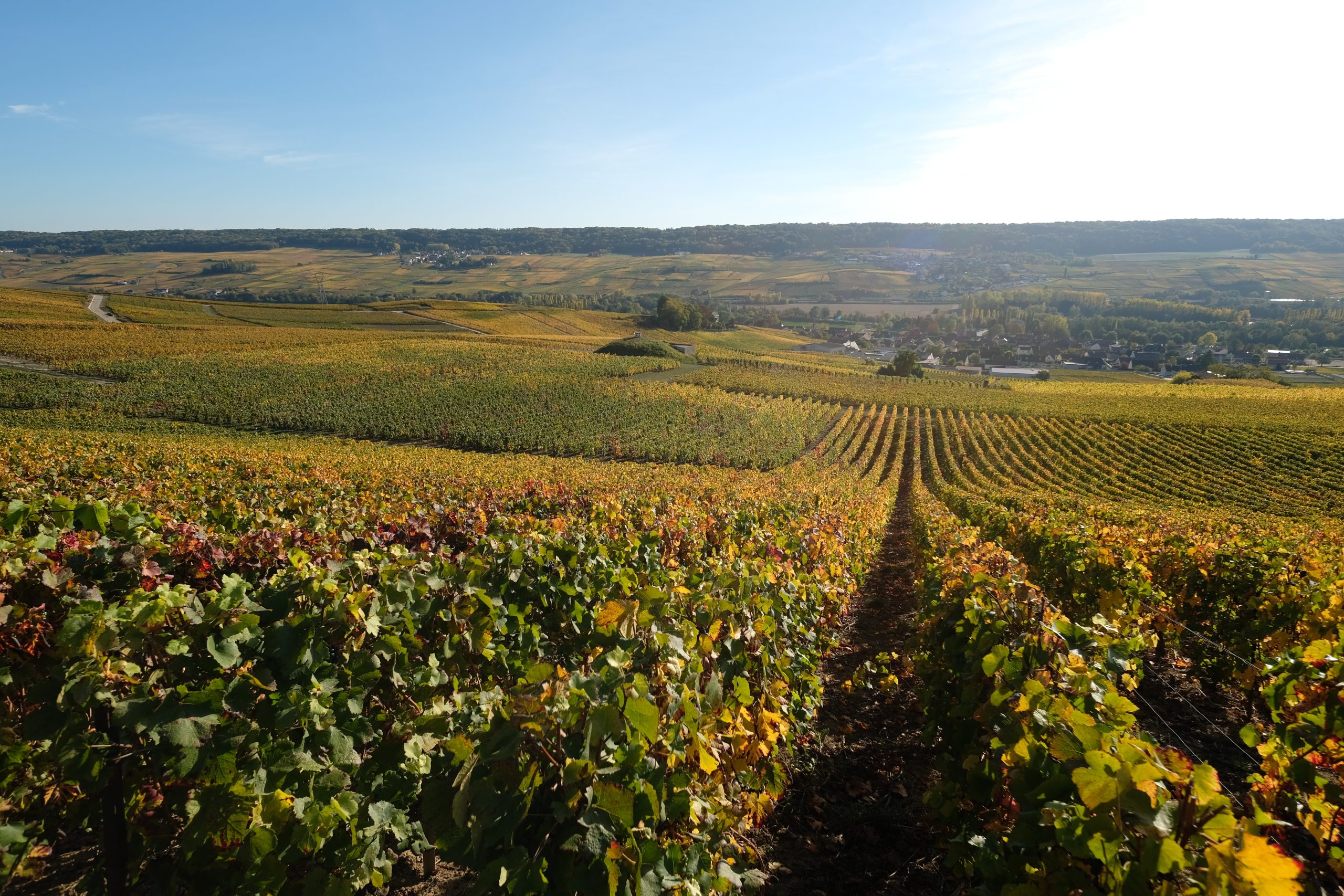 Wine Tasting in Champagne 