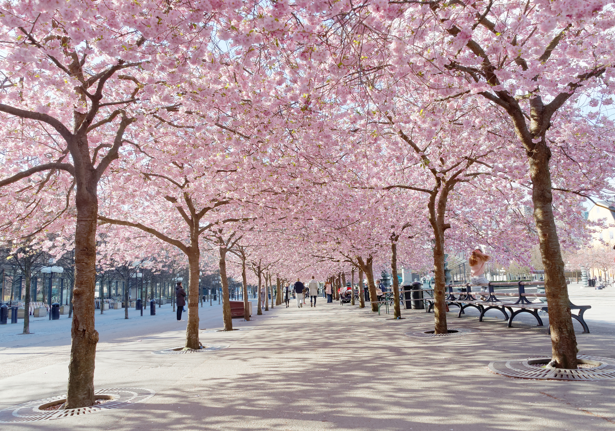 Cherry trees in Stockholm