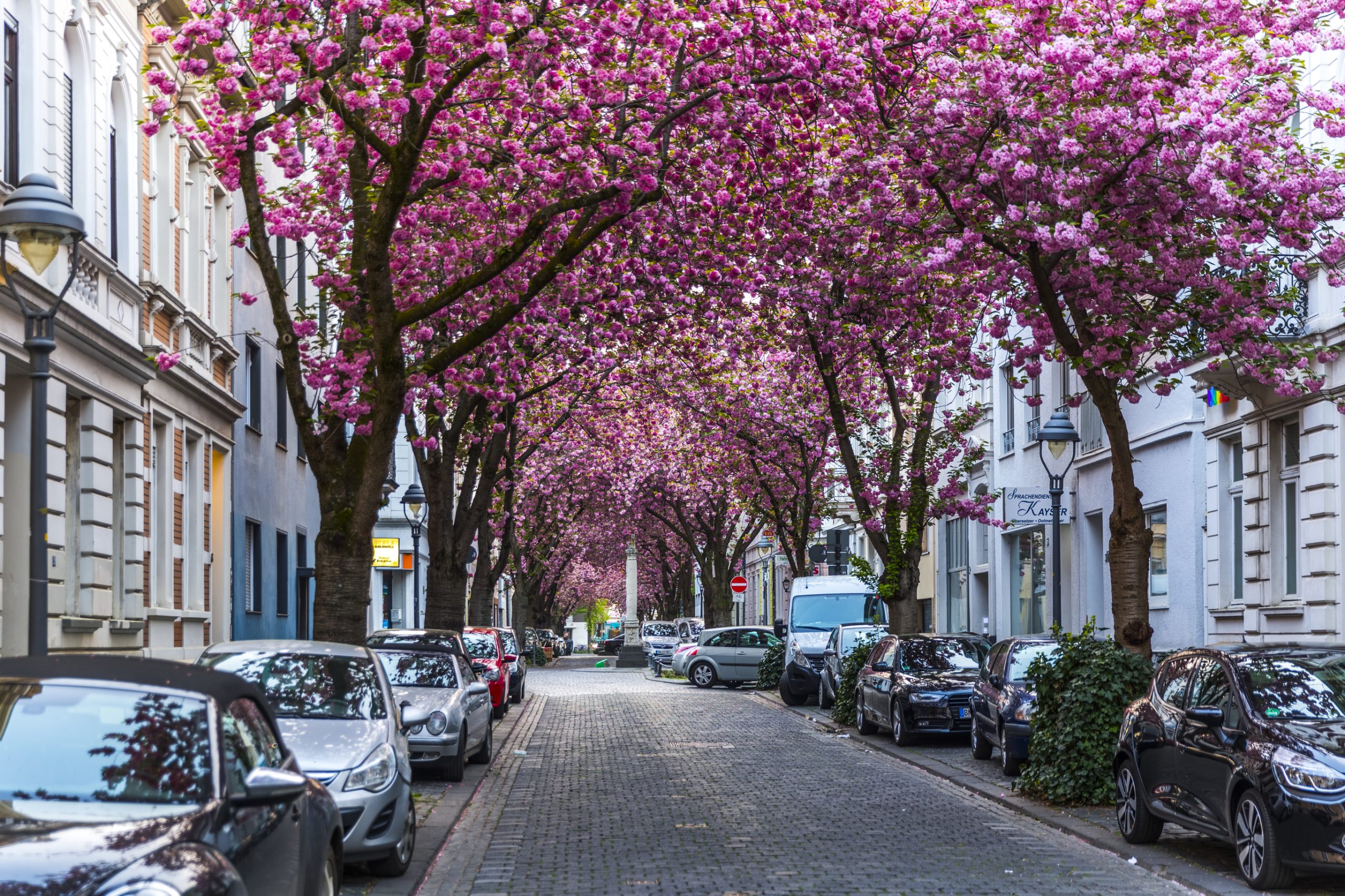  Cherry Blossom Avenue, Bonn, Germany