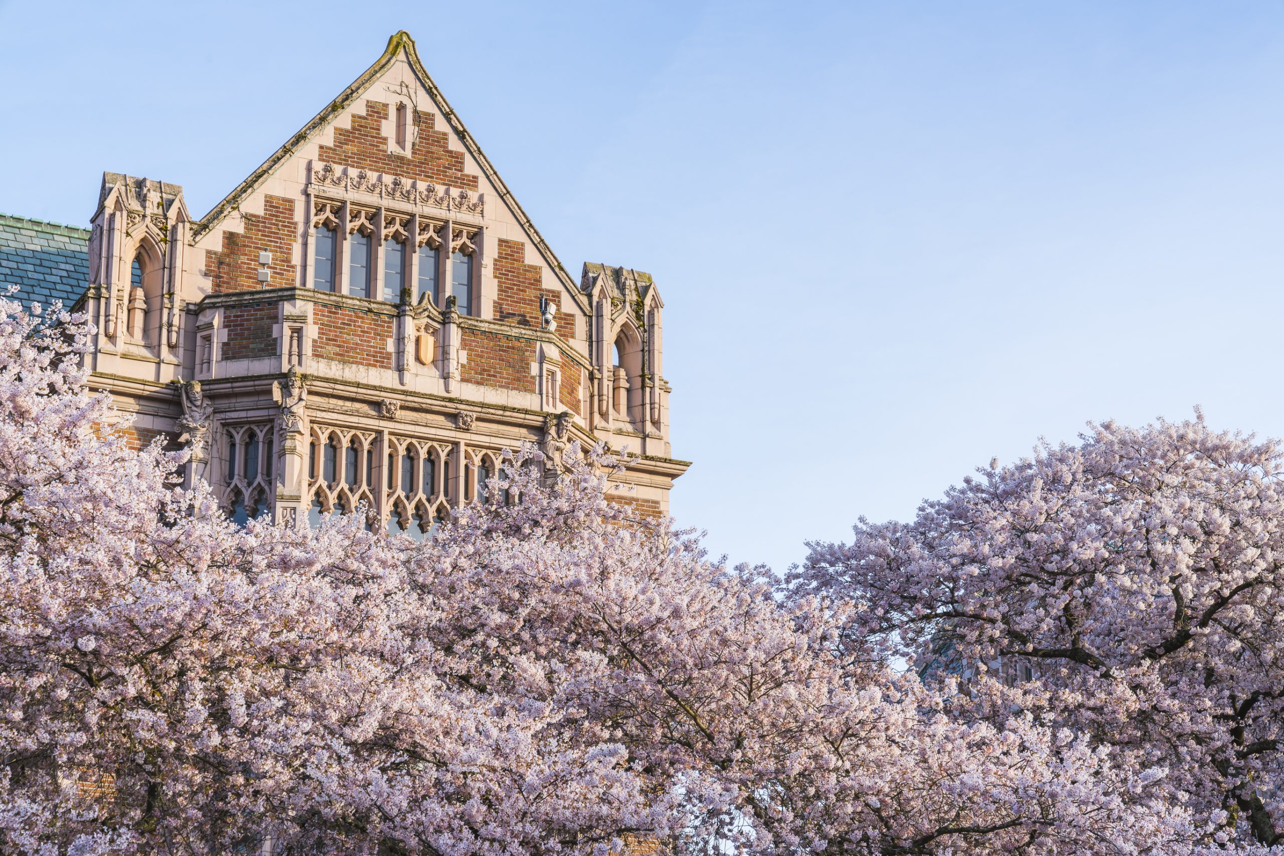 Cherry blossoms at the University of Washington, Seattle