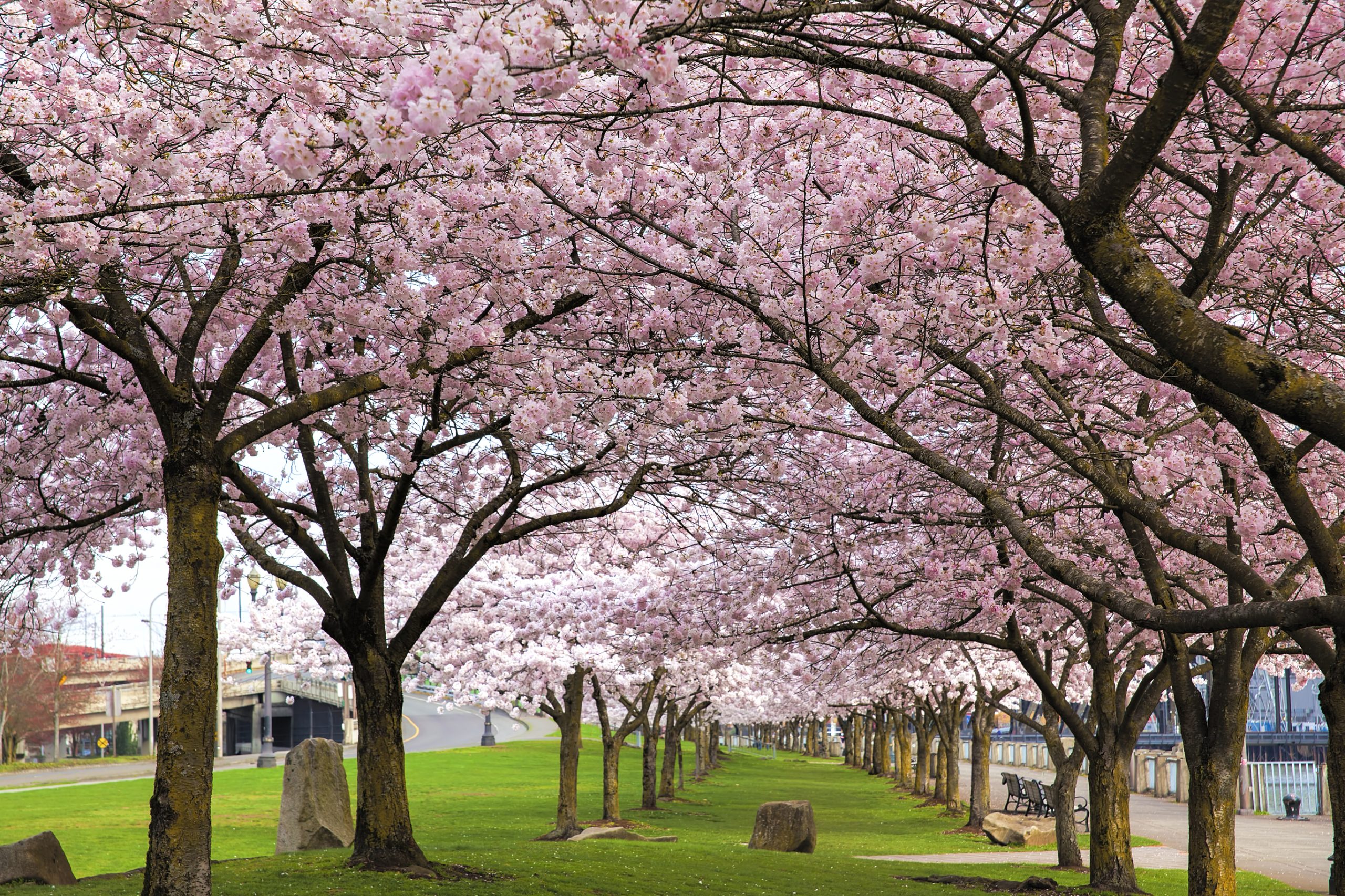 Rows of Cherry Blossom Trees in Bloom