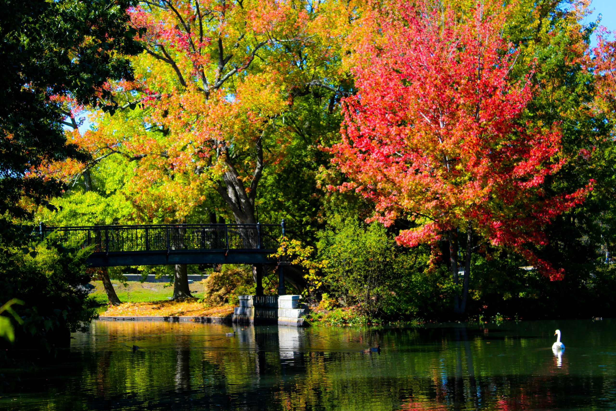 fall foliage in Roger Williams Park, Providence, Rhode Island