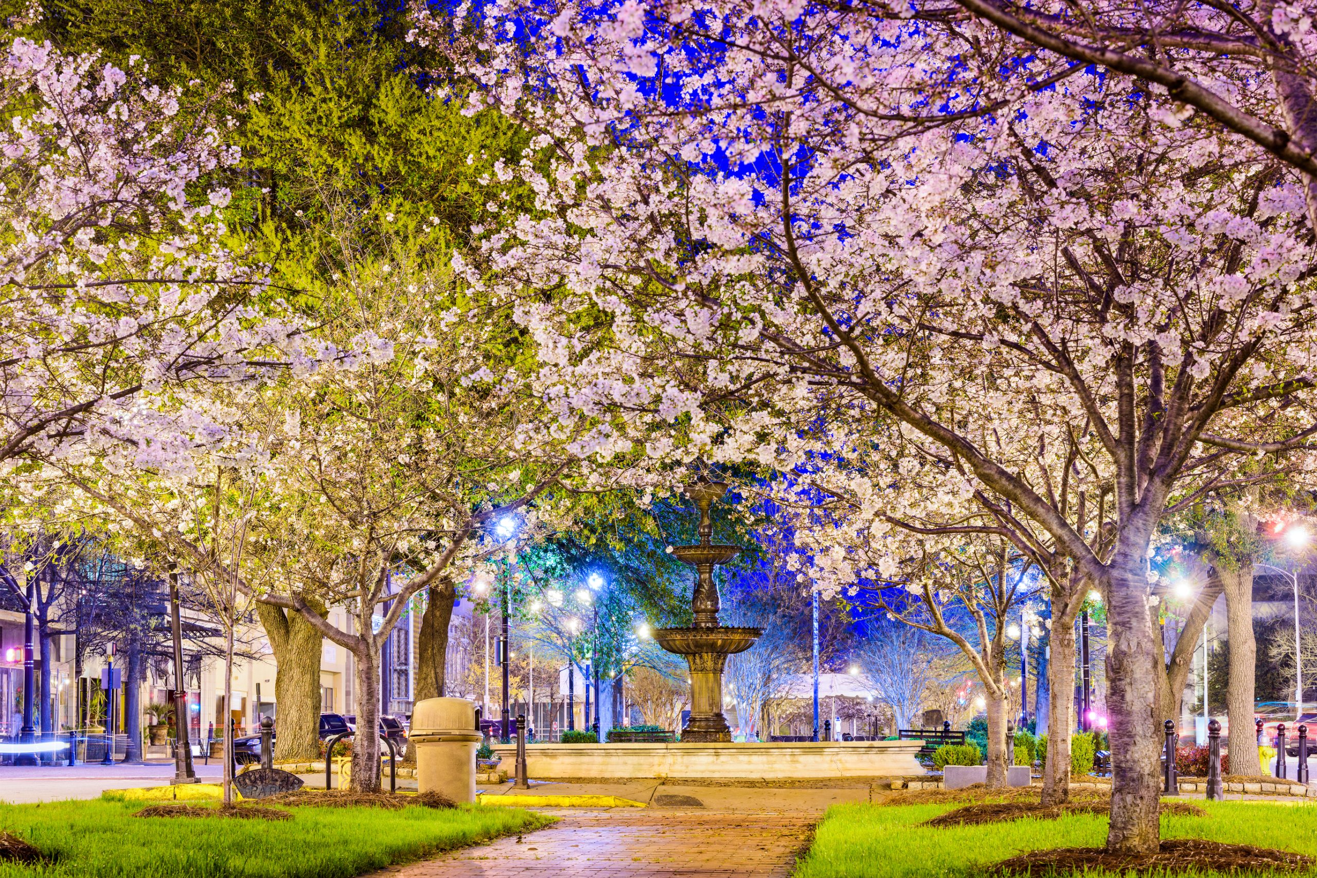 Cherry Blossoms in Macon, Georgia