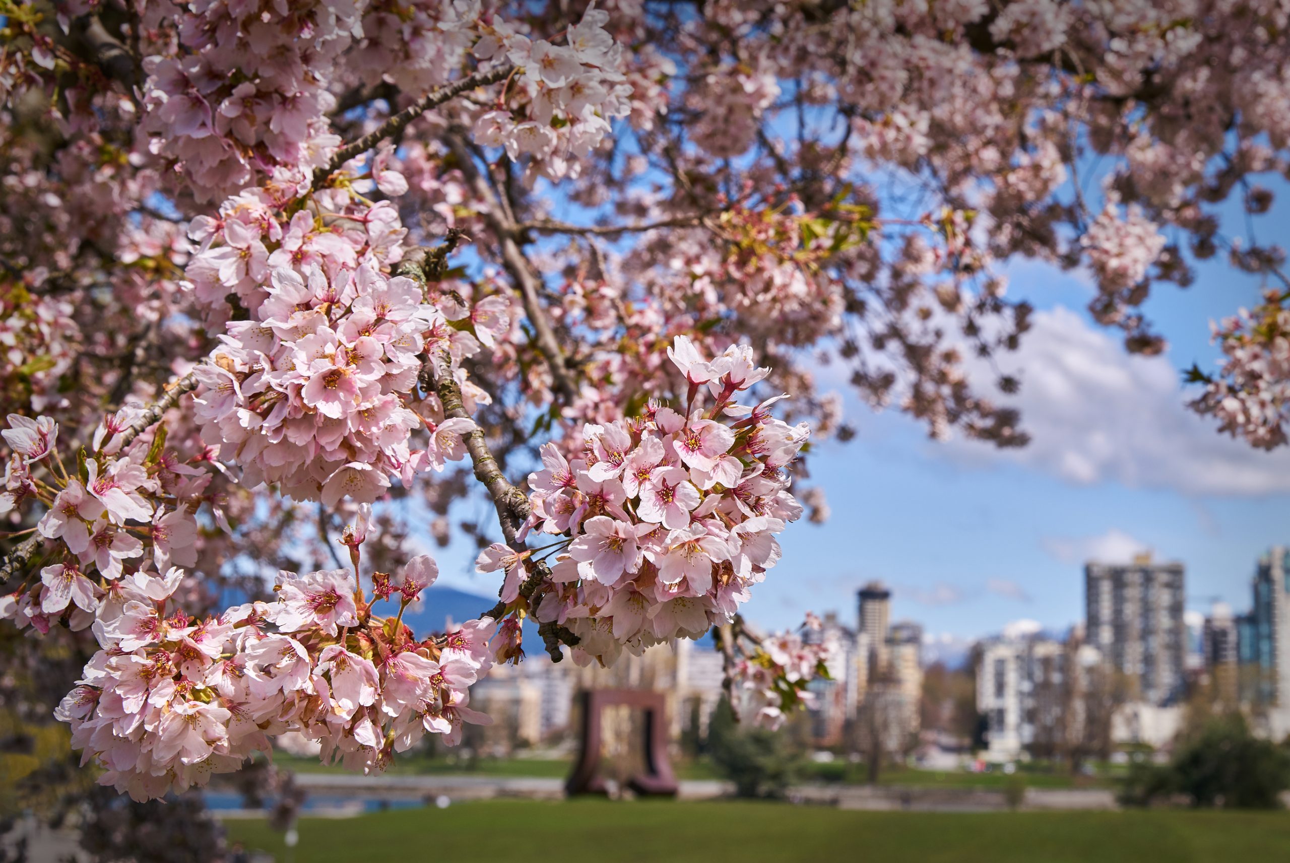 Cherry Blossoms in Vancouver, BC