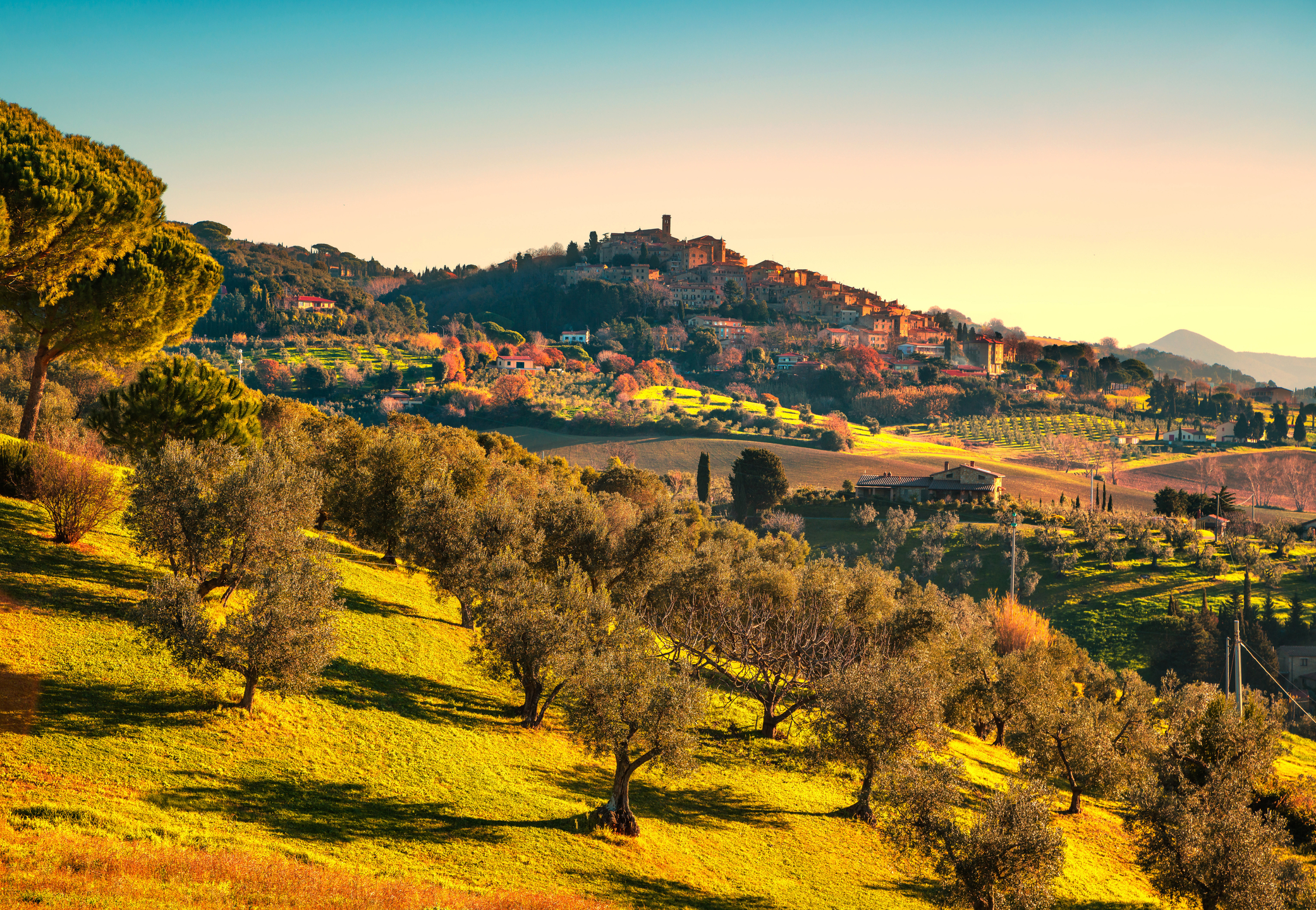 Casale Marittimo village and olive trees in Maremma