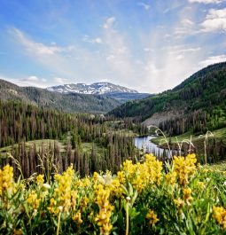 Wildflowers and mountain views