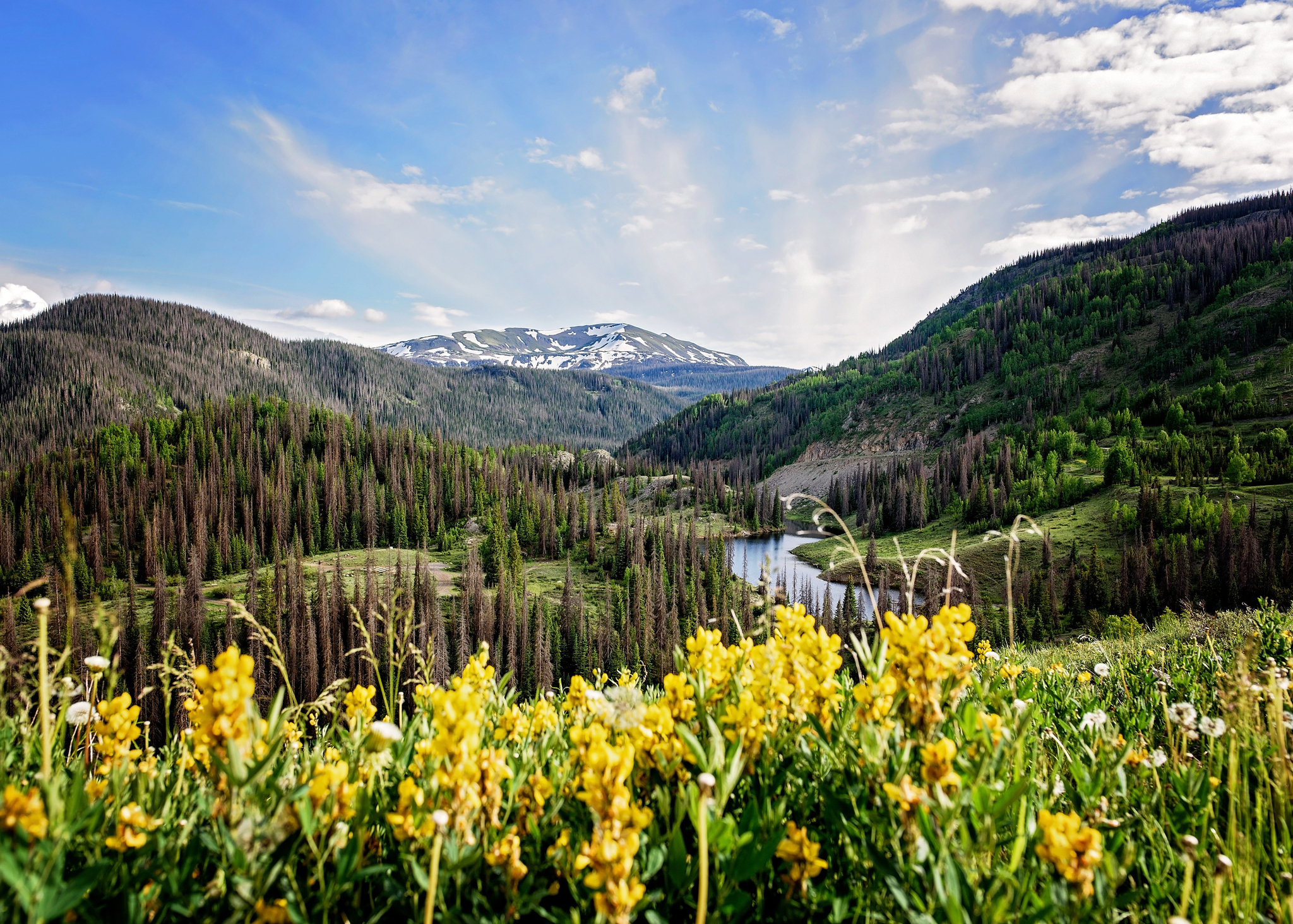 Platoro, Colorado's mountain views and wildflowers
