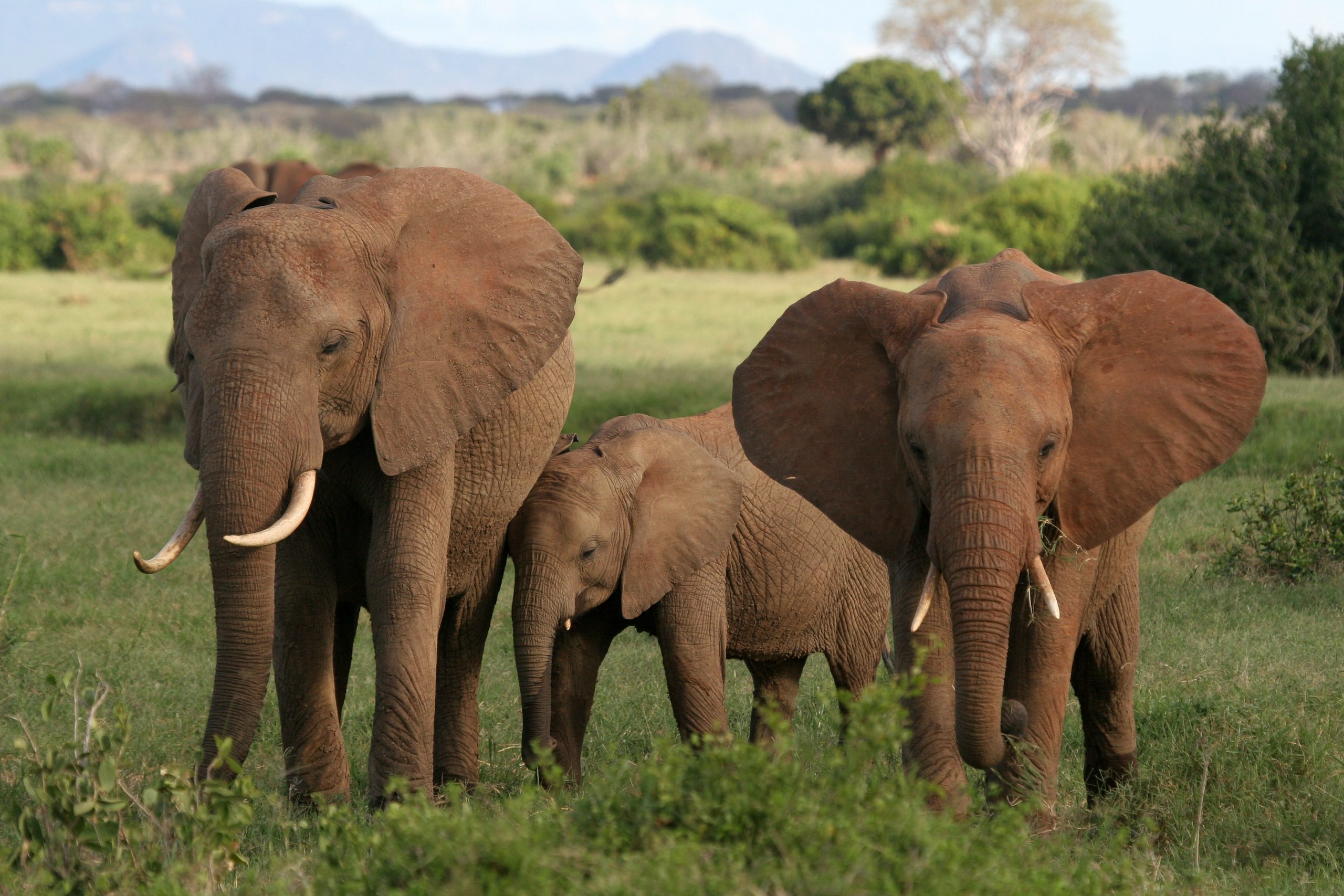 family of elephants in Tsavo National Park, Kenya