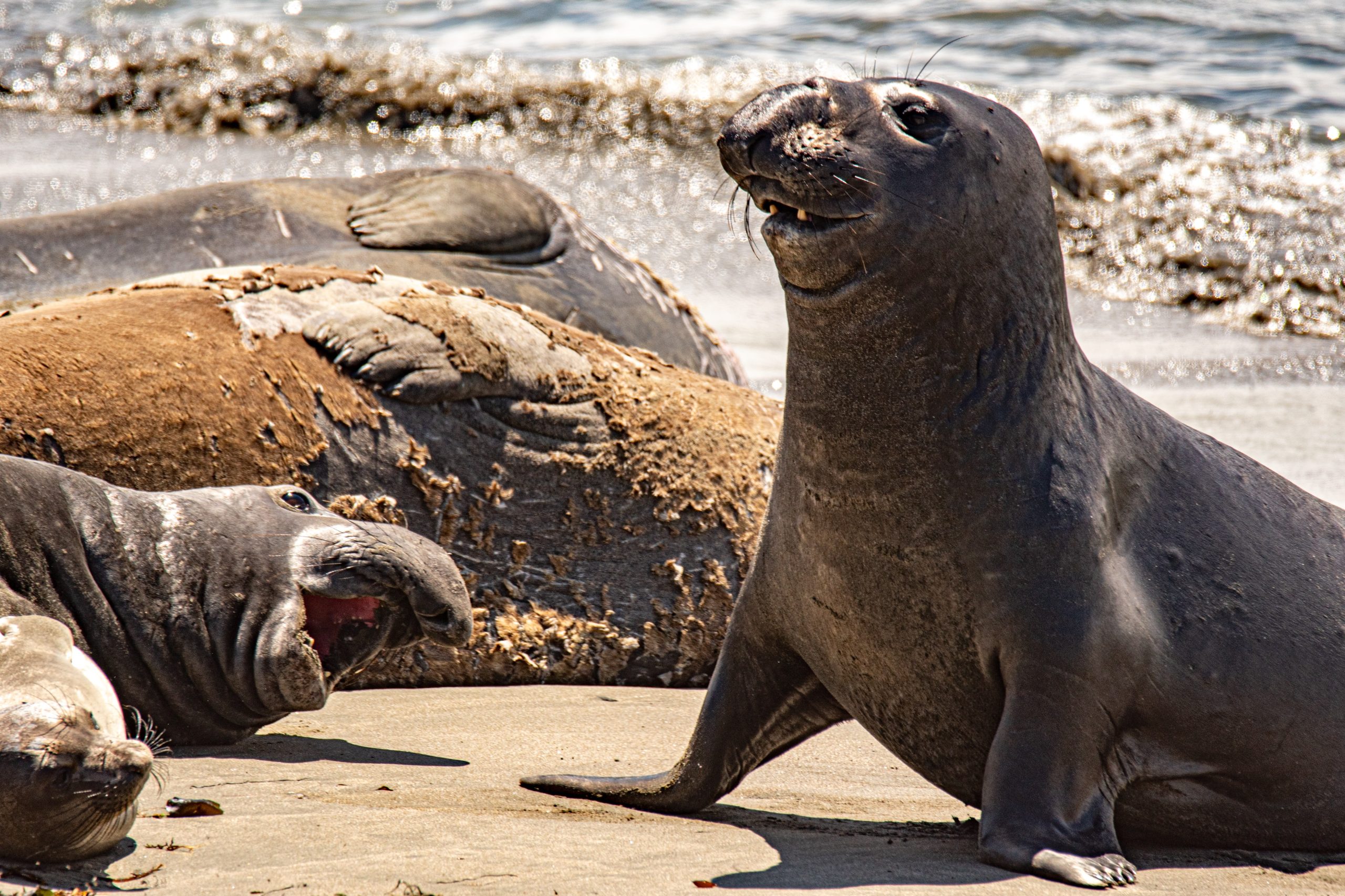 Piedras Blancas Rookery