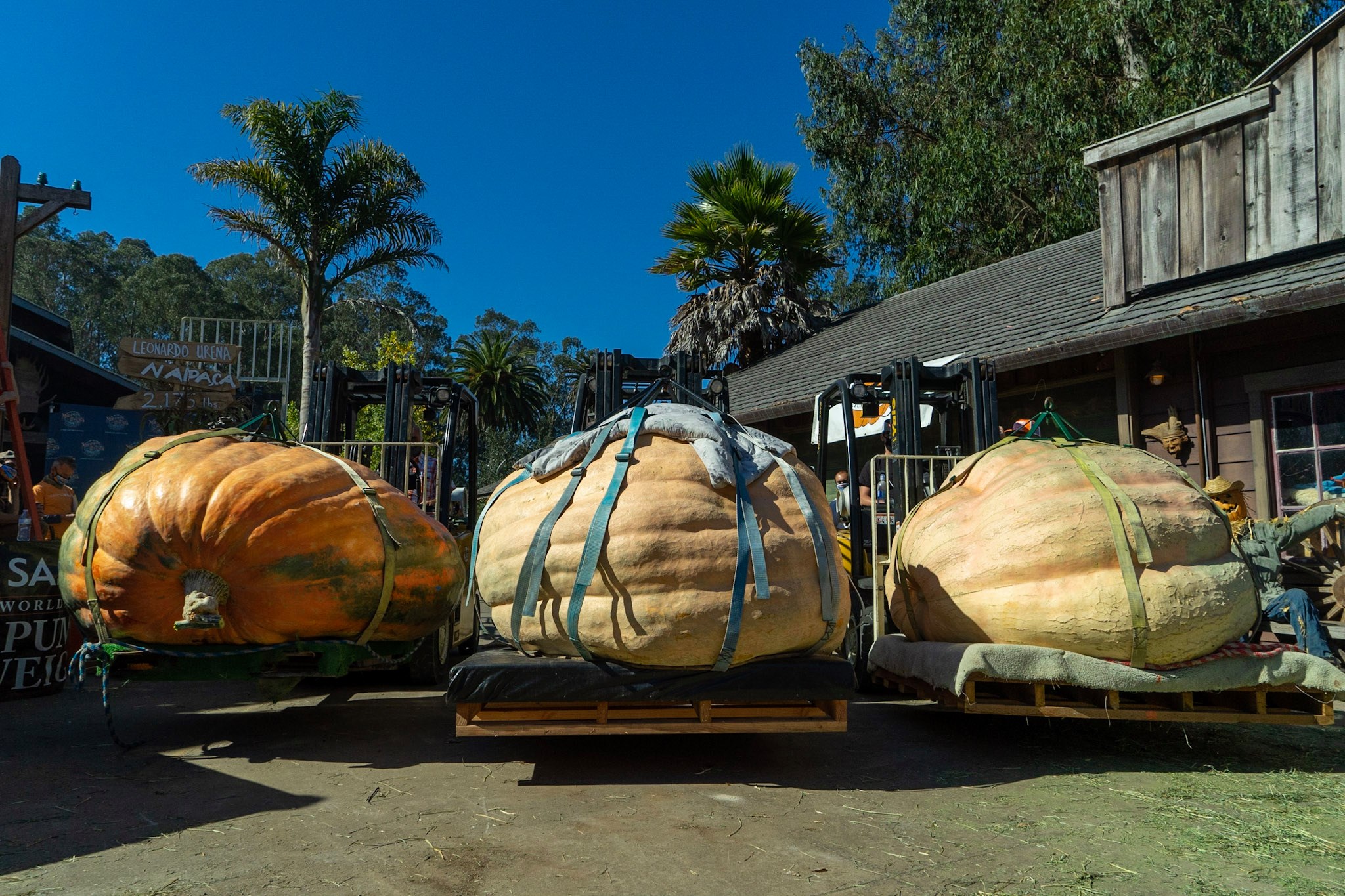 Half Moon Bay Pumpkin Festival 