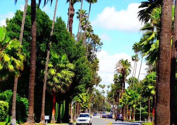 Palm tree-lined streets in LA