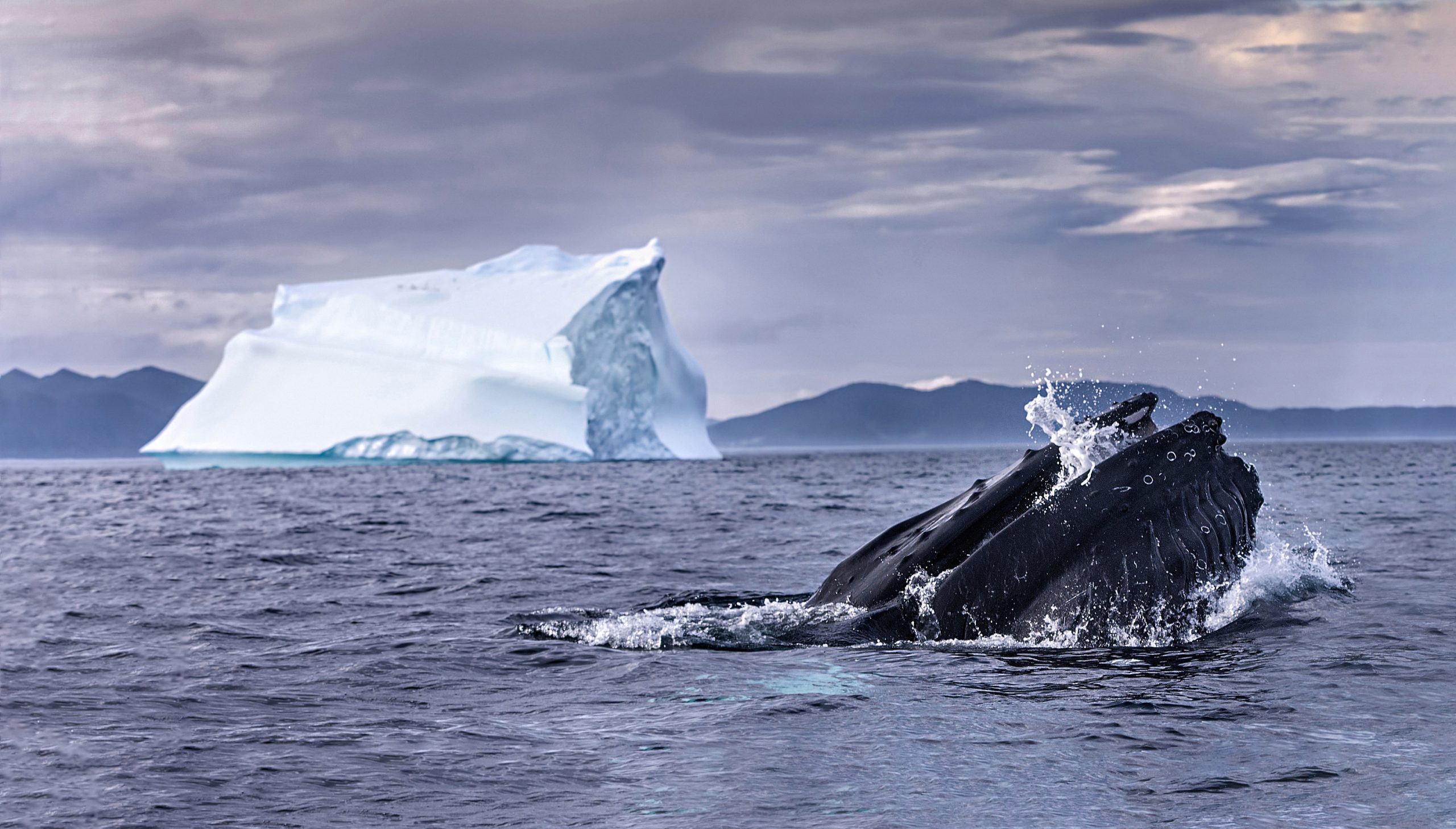 humpback whale and an iceberg in Newfoundland, Canada