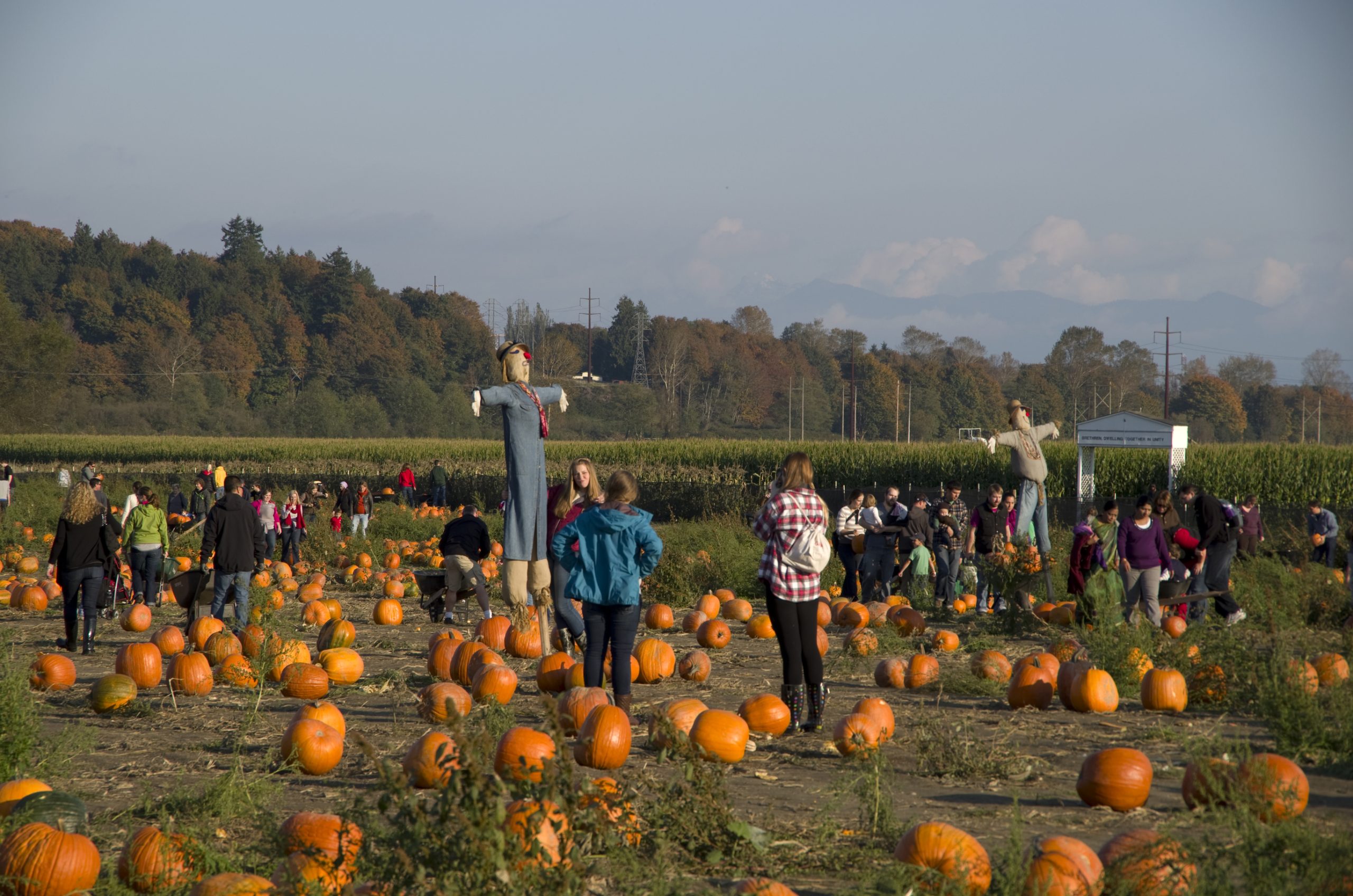 pumpkin patch in Snohomish, Washington