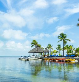 seashore with boats docked and palm trees right on shore