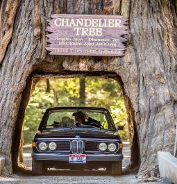 driving through a tree