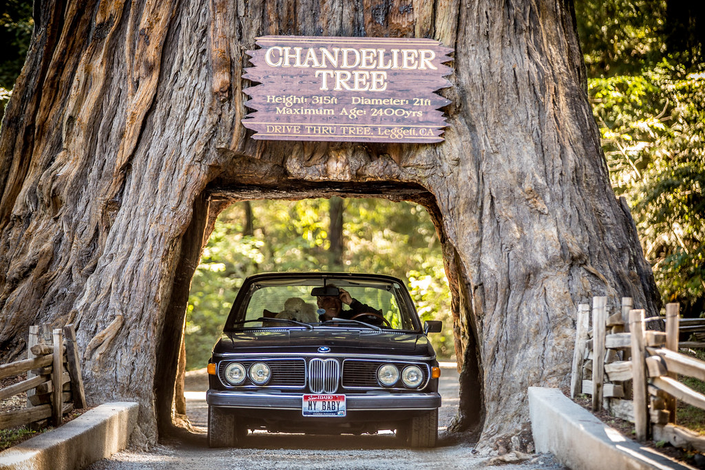 Chandelier Drive Thru Tree