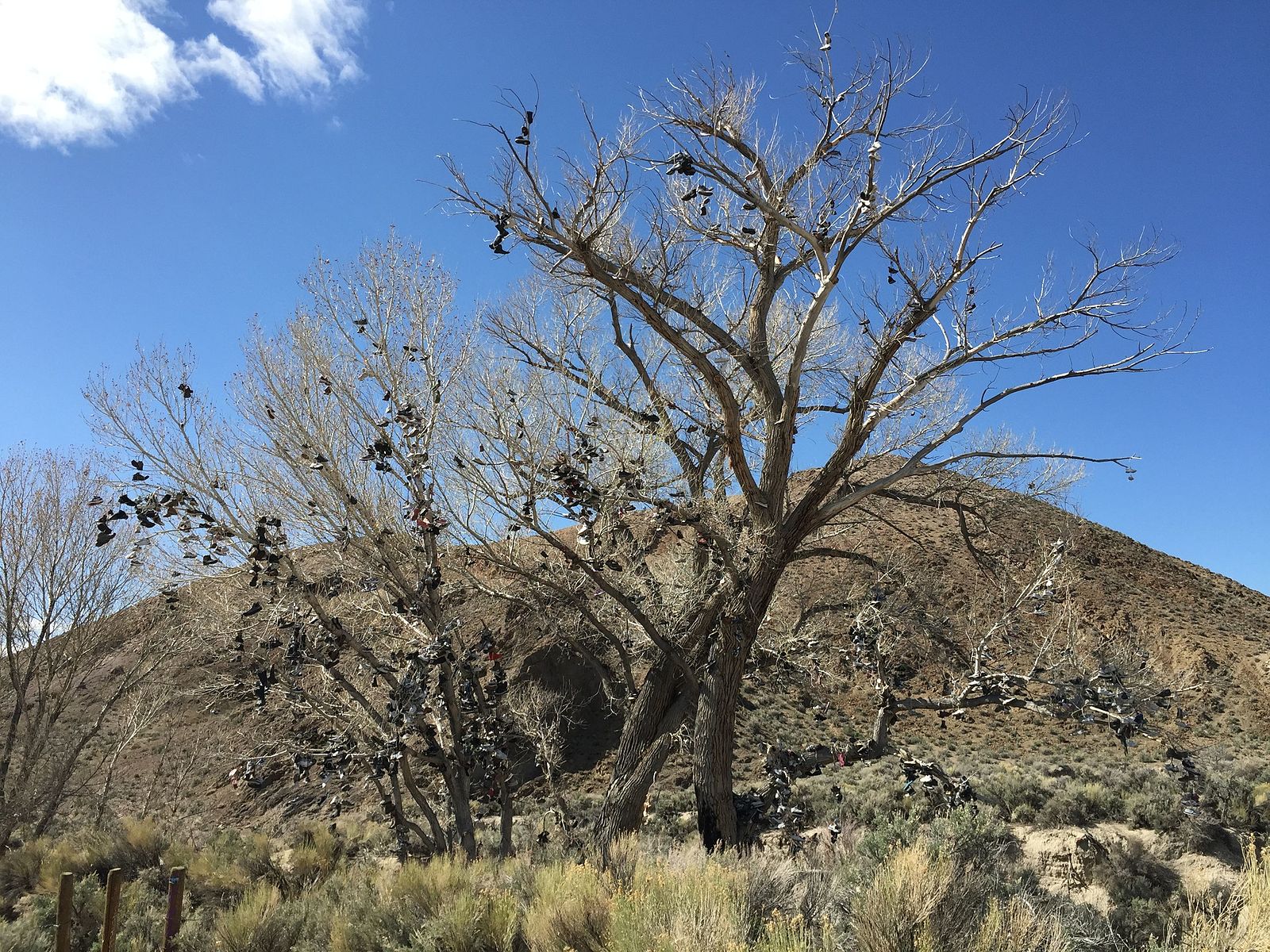 New Middlegate Shoe Trees, Nevada