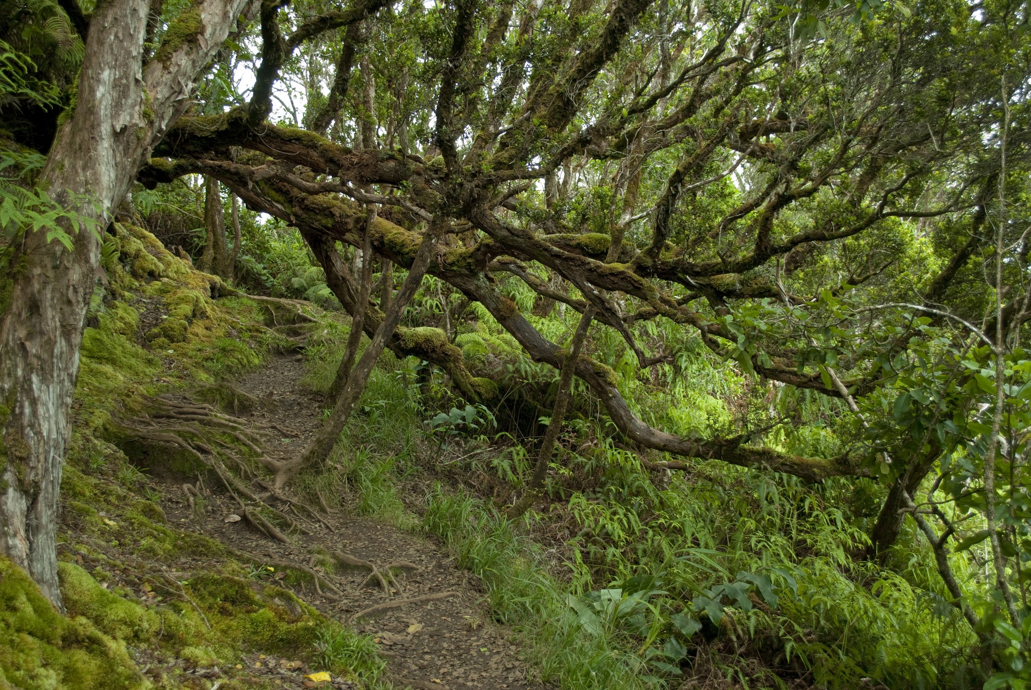 Pihea trail starts in the mountains near Kokee State Park, Kauai