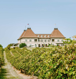 road through vineyard leading to chateau hotel