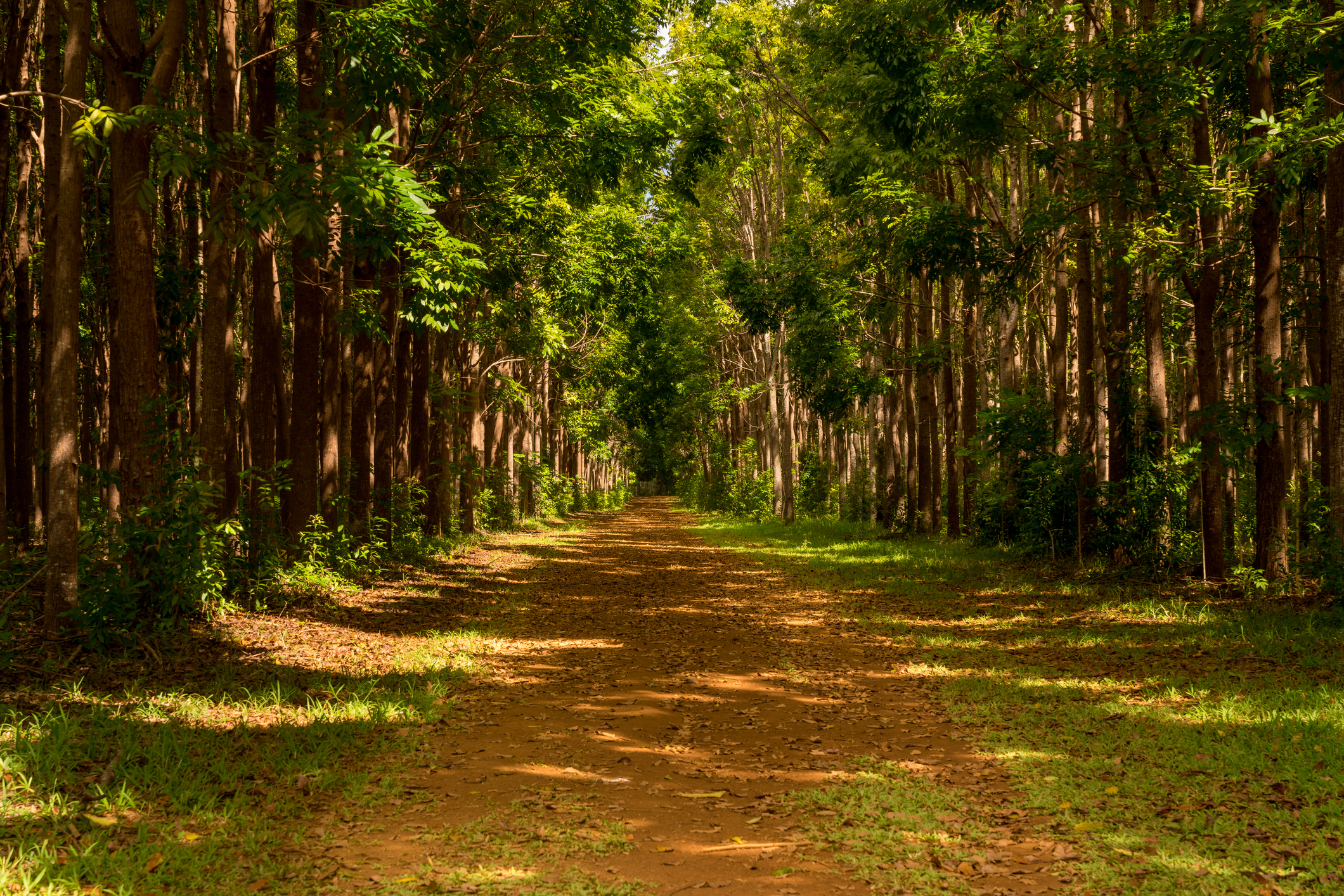 Pathway of the Wai Koa Loop trail leads through a plantation of Mahogany trees in Kauai