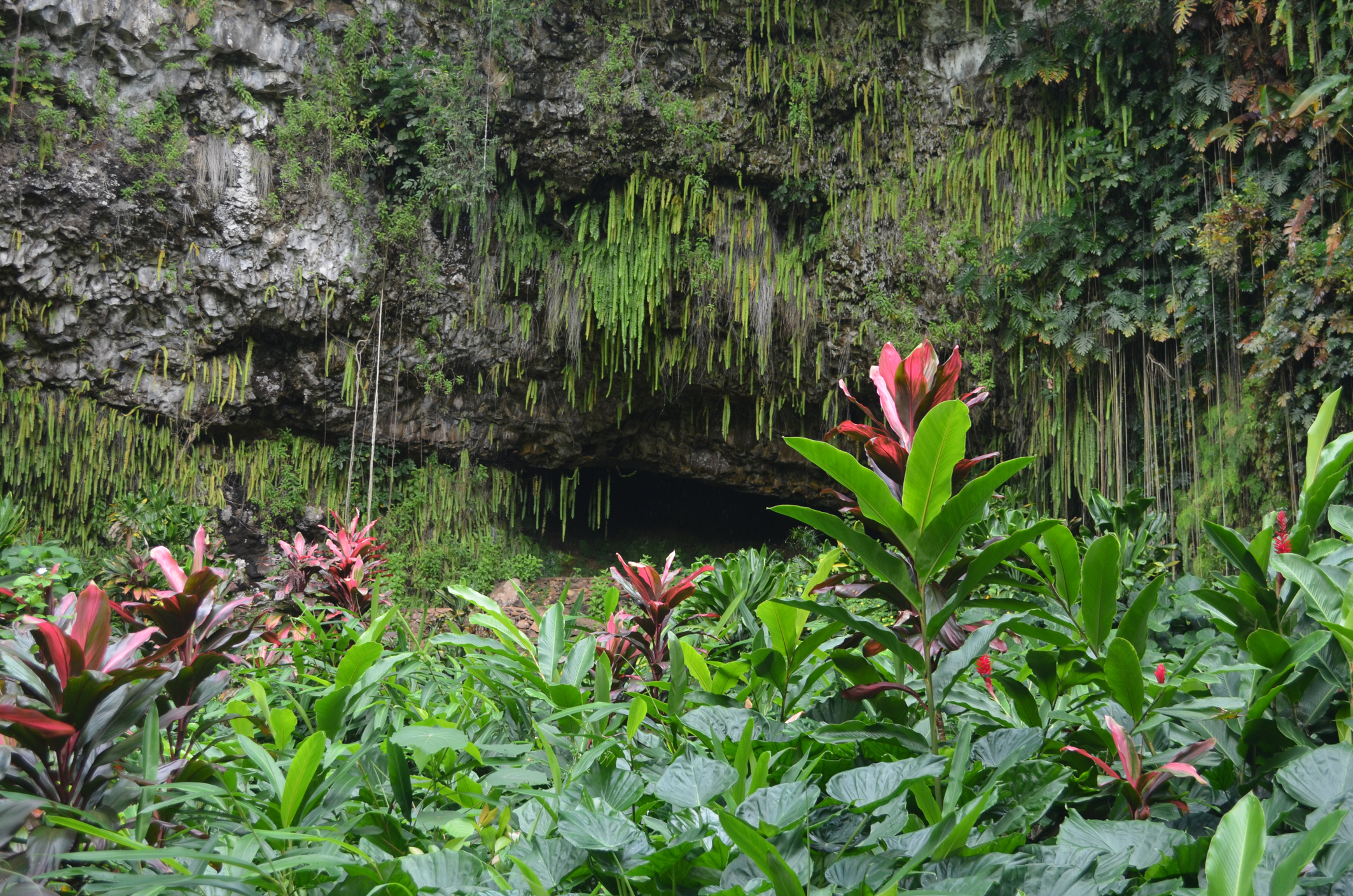 Fern Grotto, Kauai