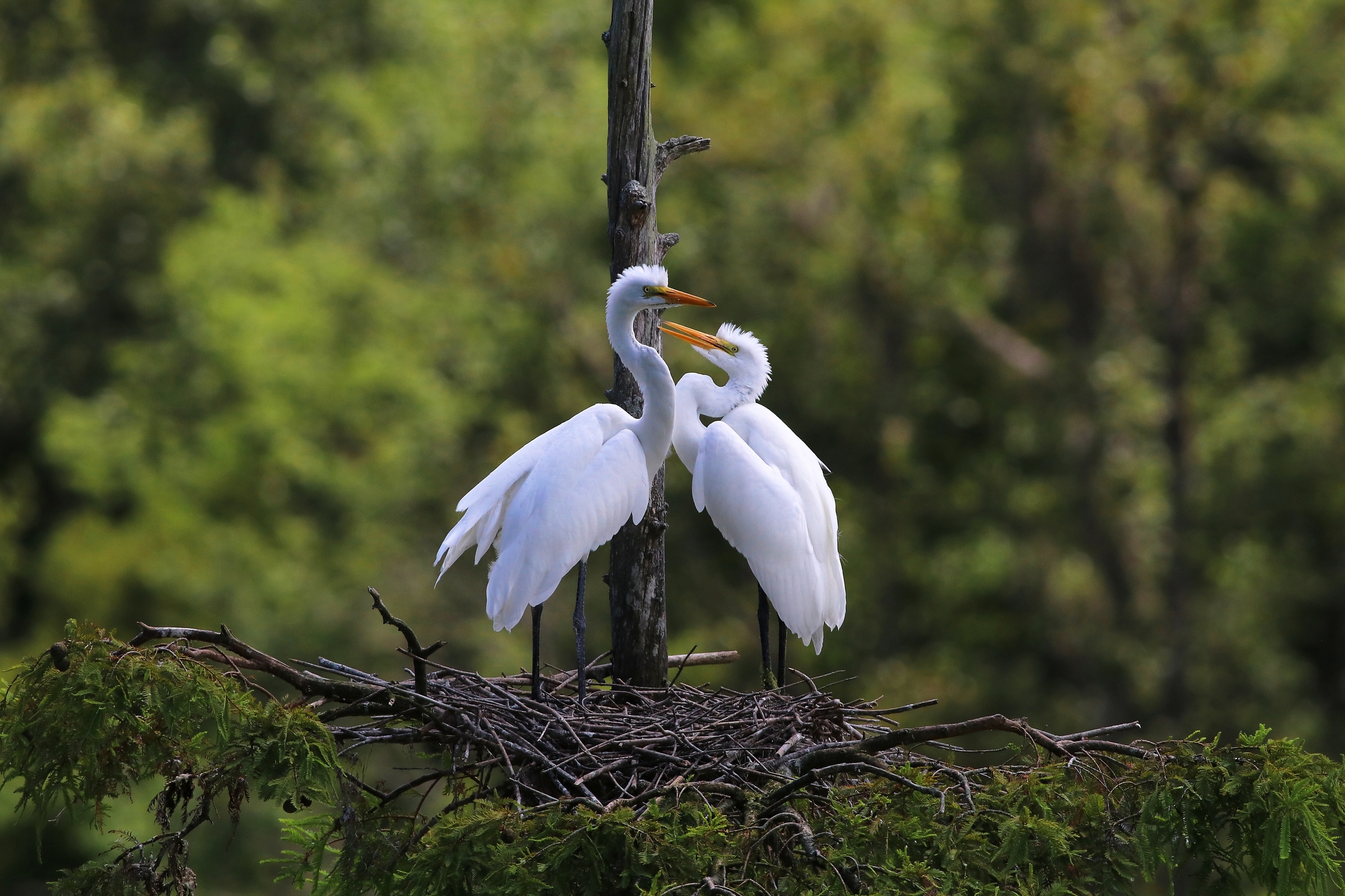 Cypress Gardens, Charleston, South Carolina