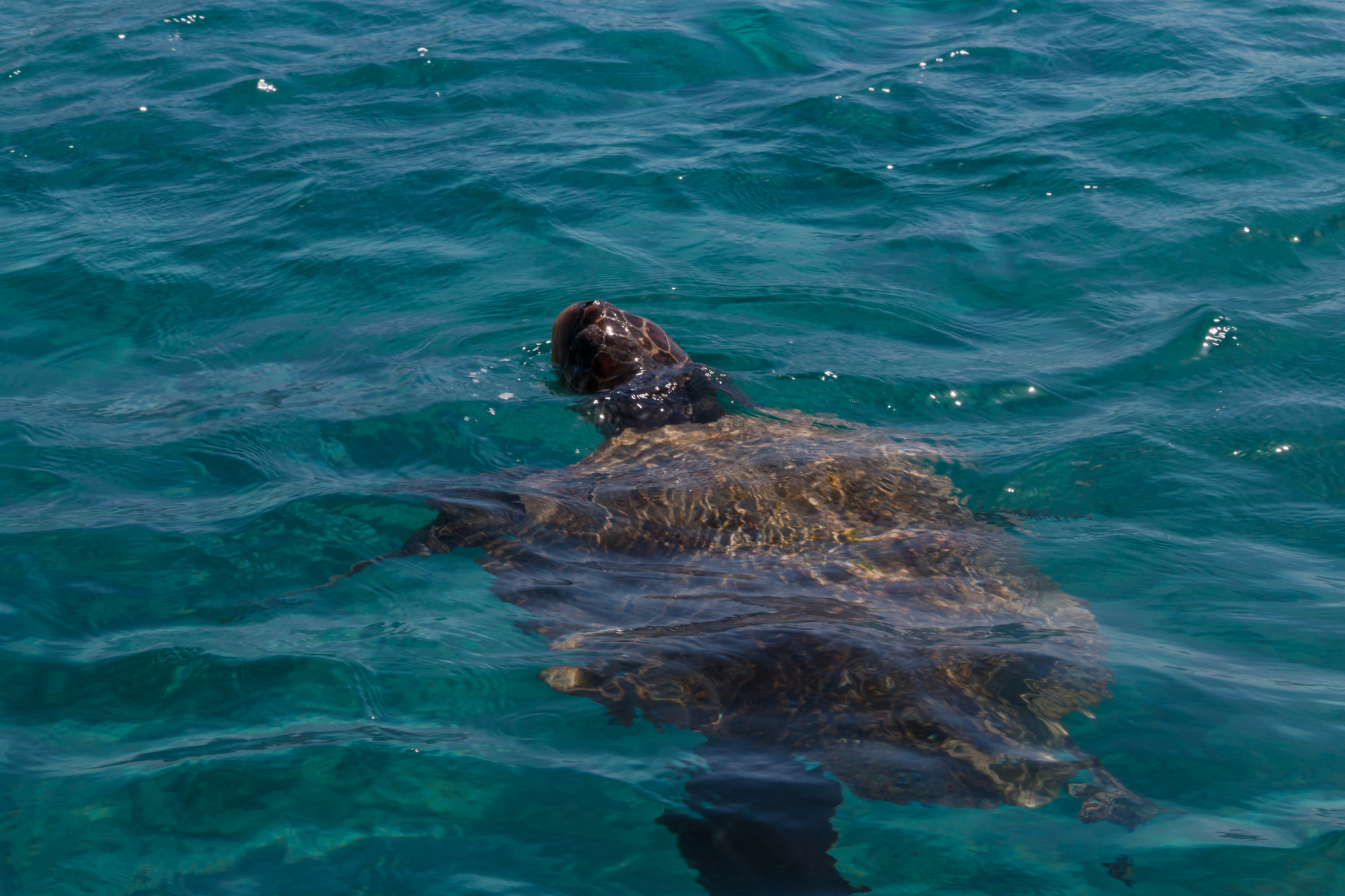 Swim with the sea turtles in Laganas Bay