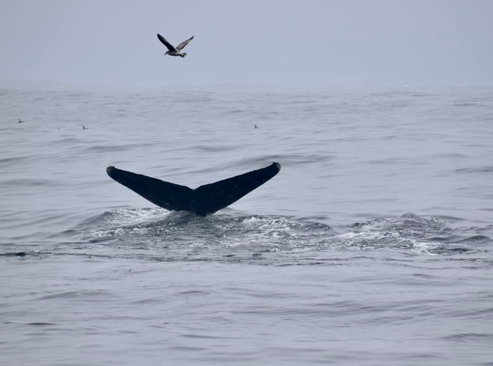 Humpback whale in Monterey Bay