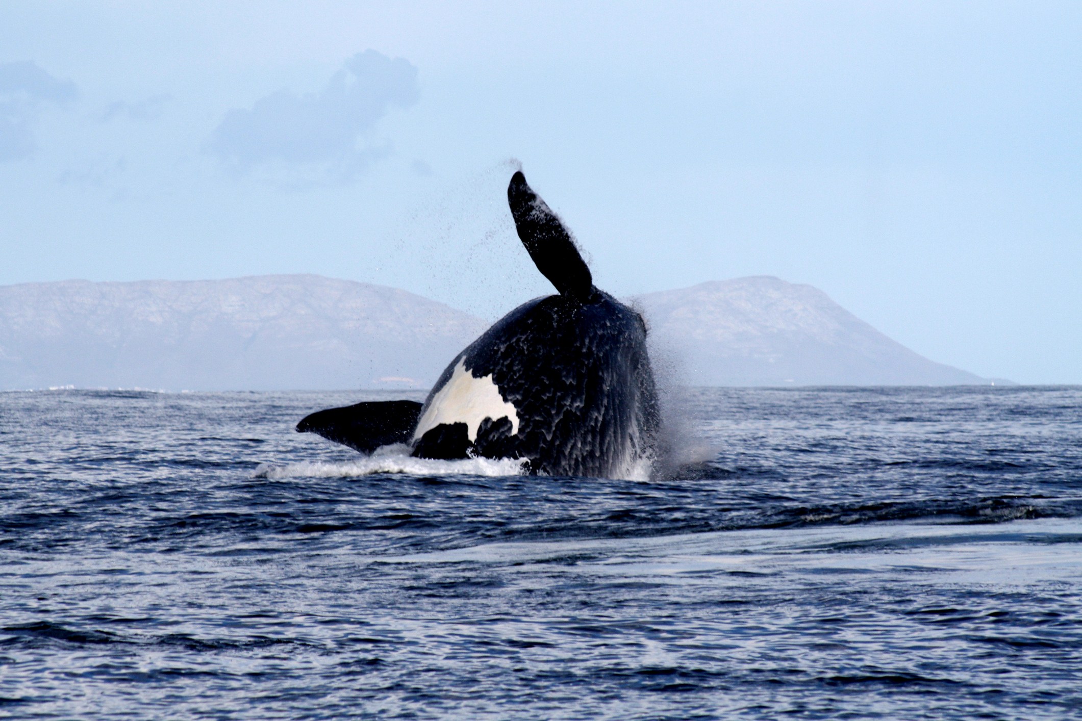 Whale breaching off the South African coast