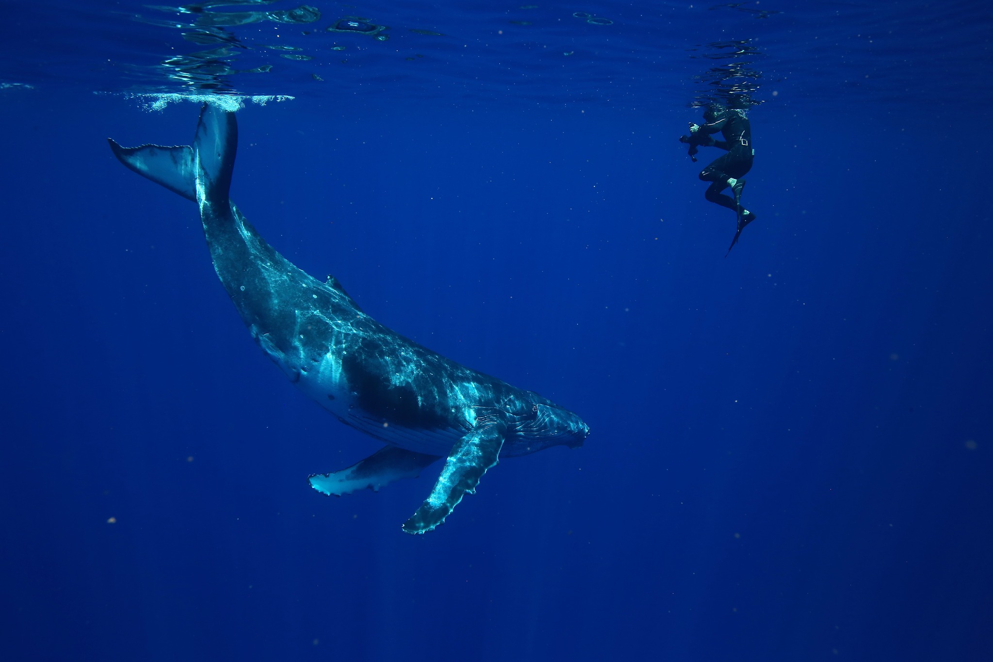 Swimming with whales with WhaleSwim Adventures