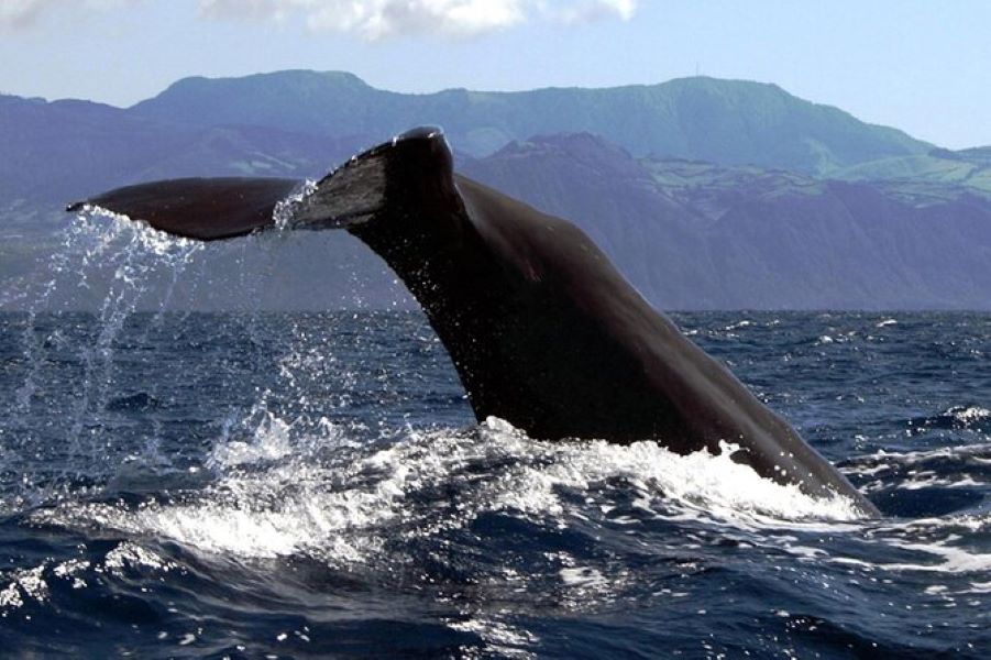 Azores Whale Watching