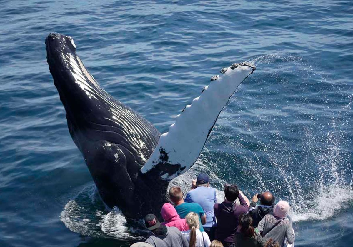 Boston Harbor Whale Watching Tours