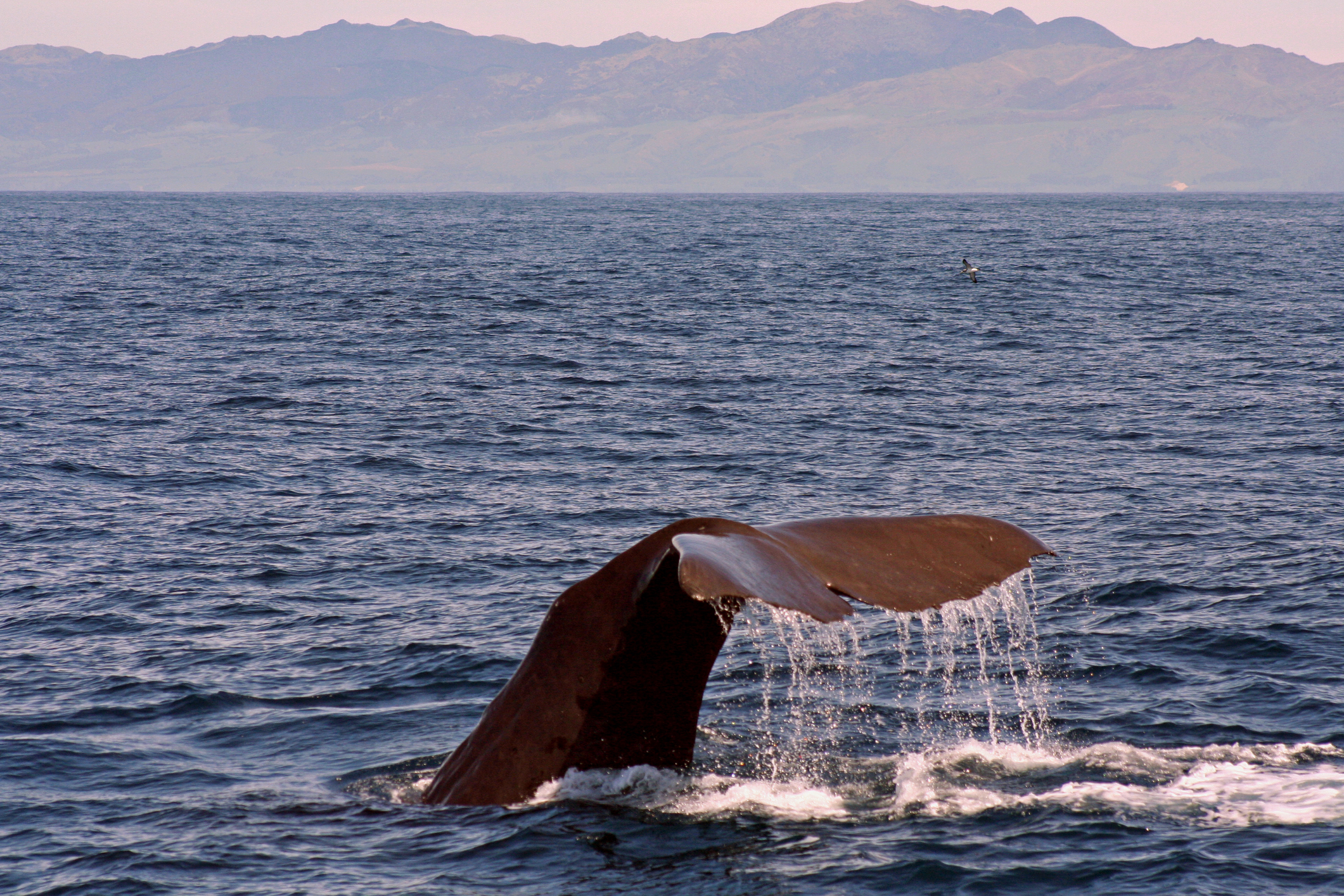 Sperm Whale, Kaikoura