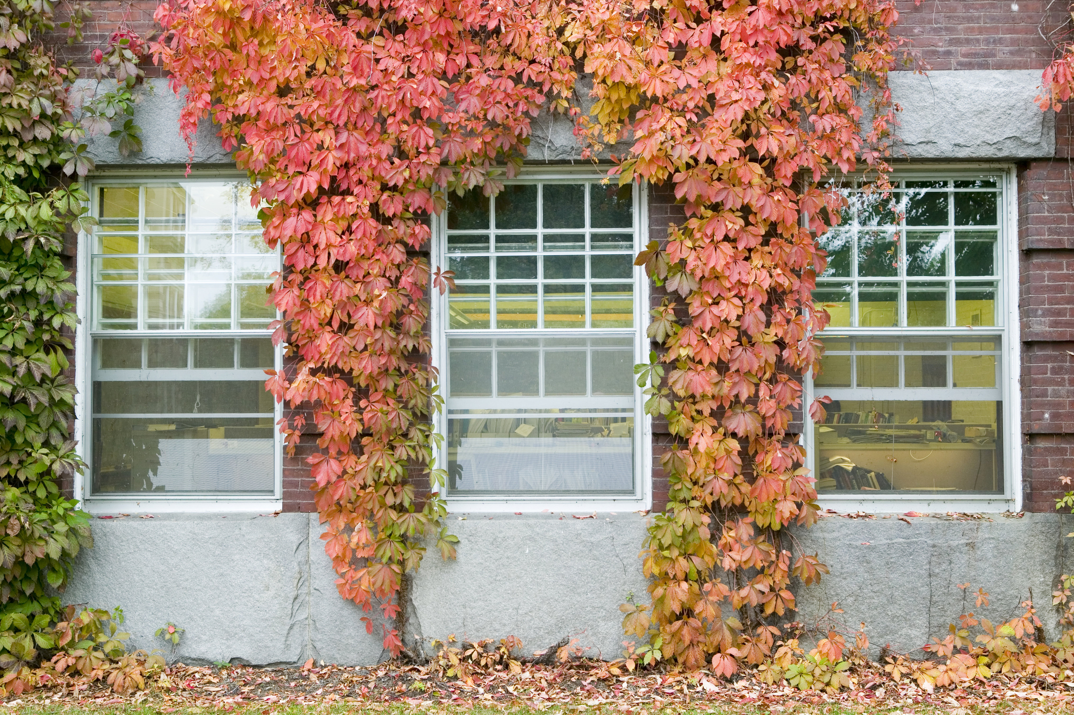 Ivy-covered building on the campus of Dartmouth College in Hanover, New Hampshire