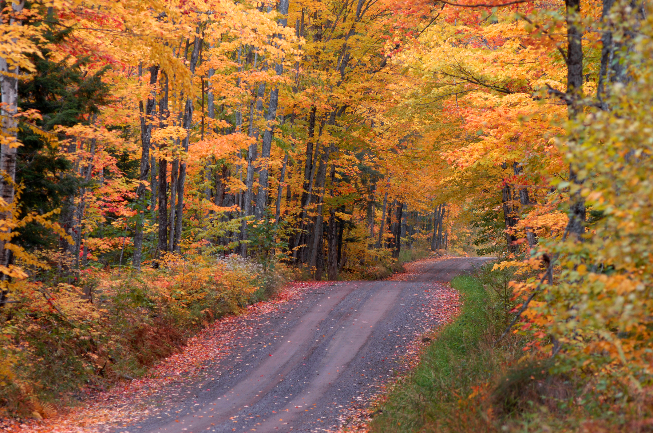 Tunnel Road above Houghton, Michigan dips and twists between hardwoods turning red, orange and gold 