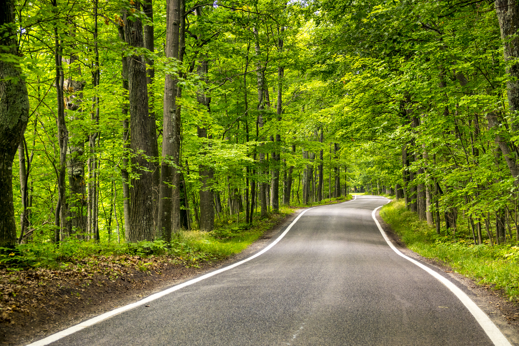 Beautiful-tree lined road in the Tunnel of Trees on a drive through Emmet County 