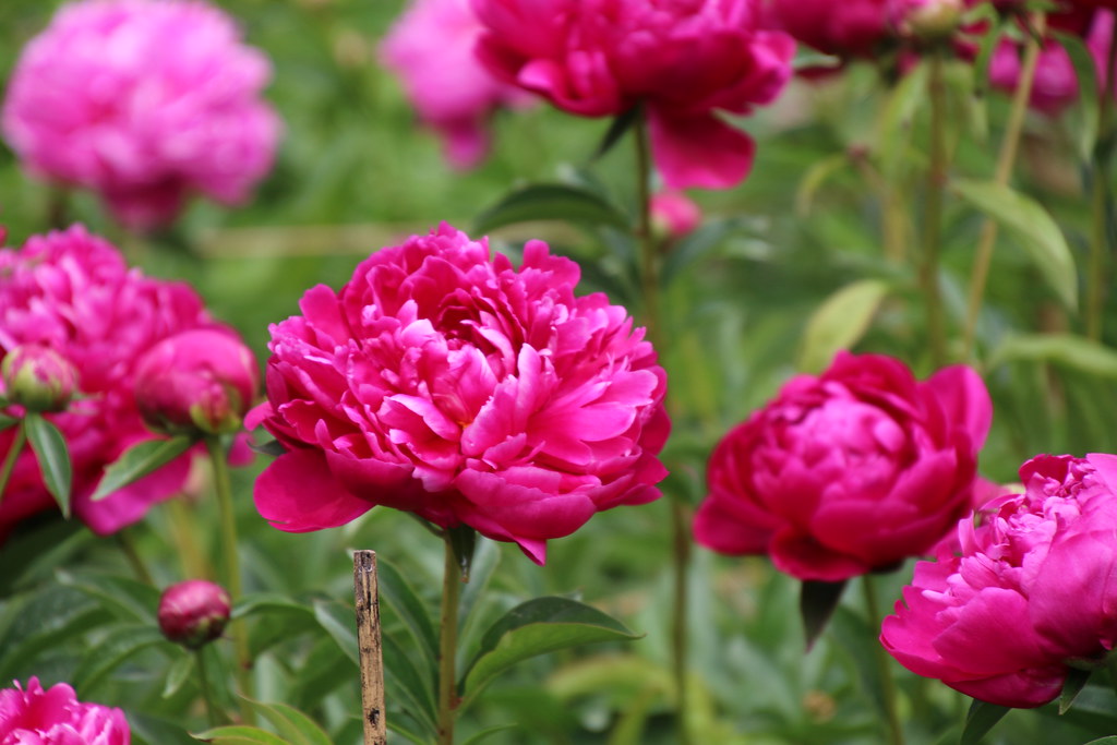 Peony Flowers