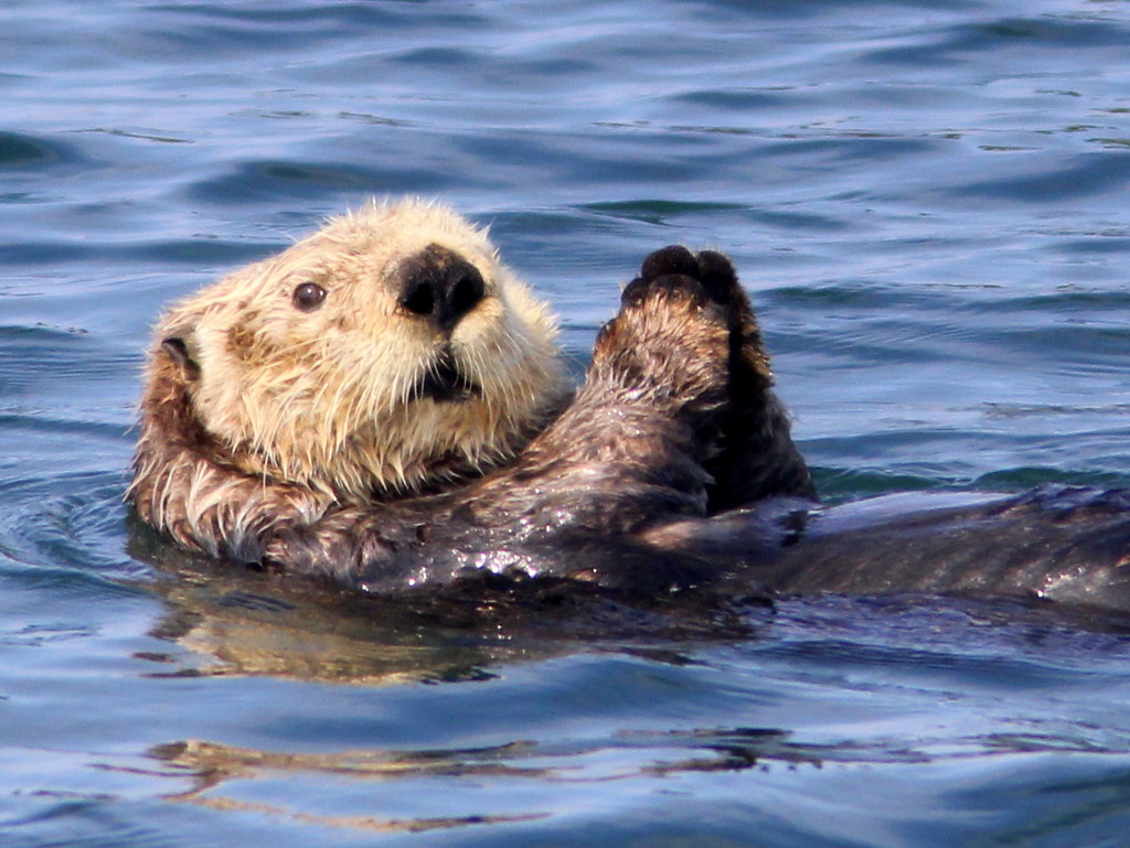 Sea otter spotted on a wildlife cruise in Homer, Alaska