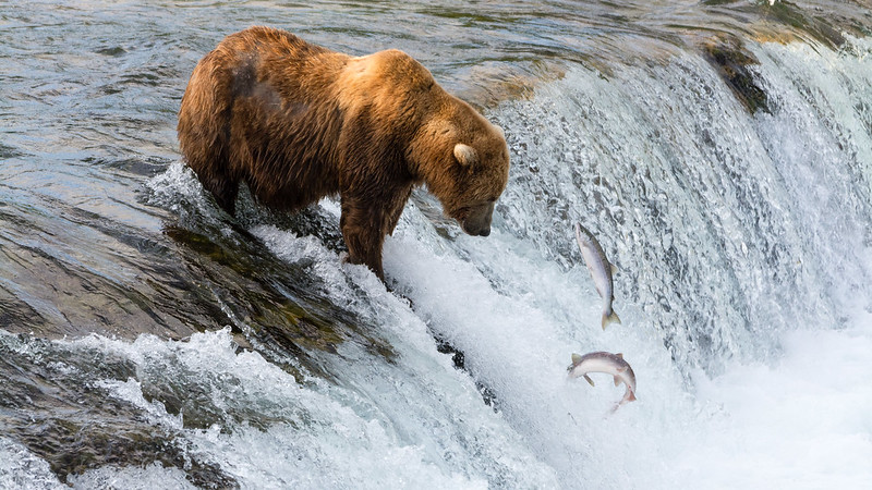 Watch the bears catch salmon straight from the river