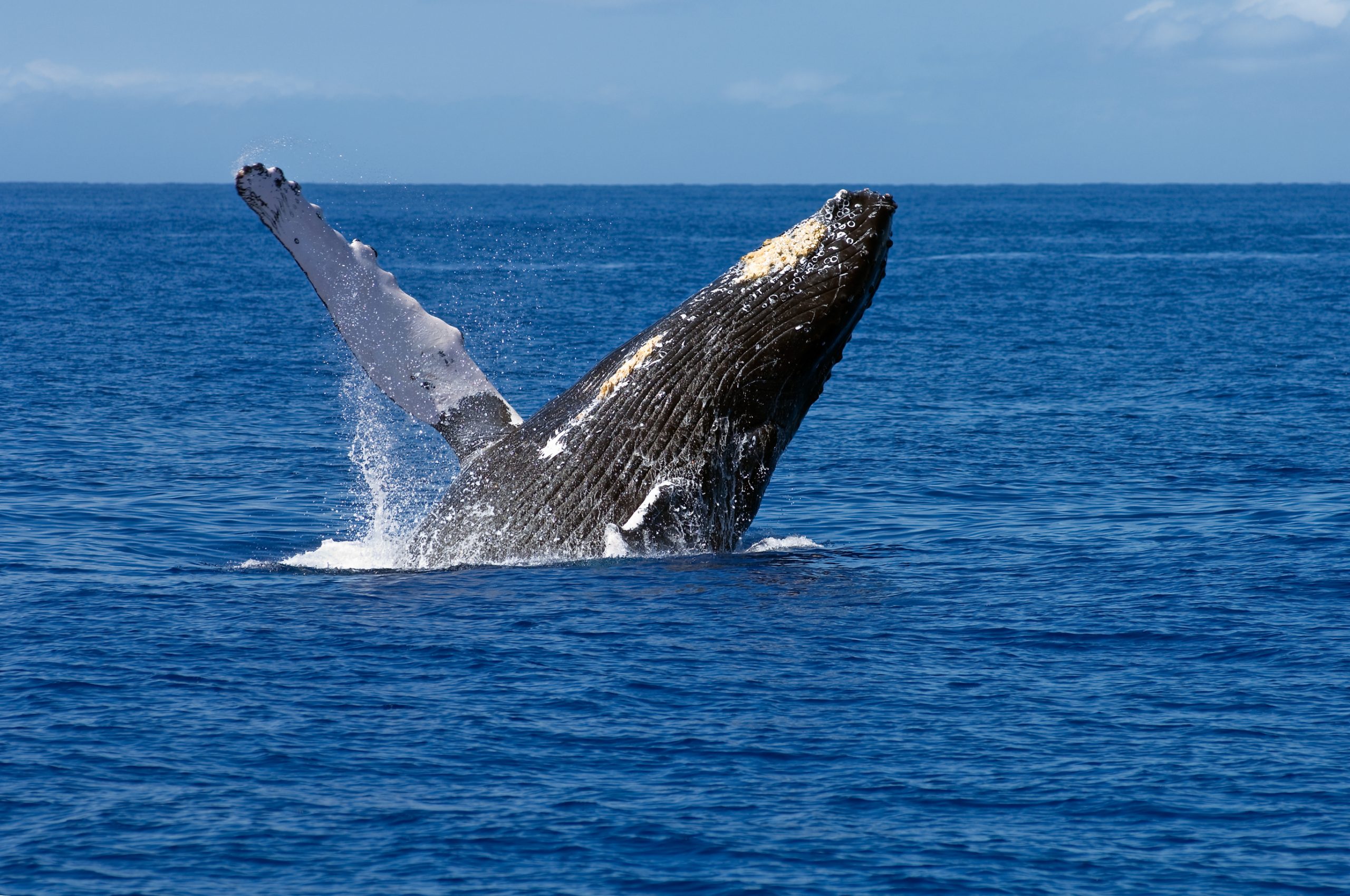 Breaching whale off Maui's coast