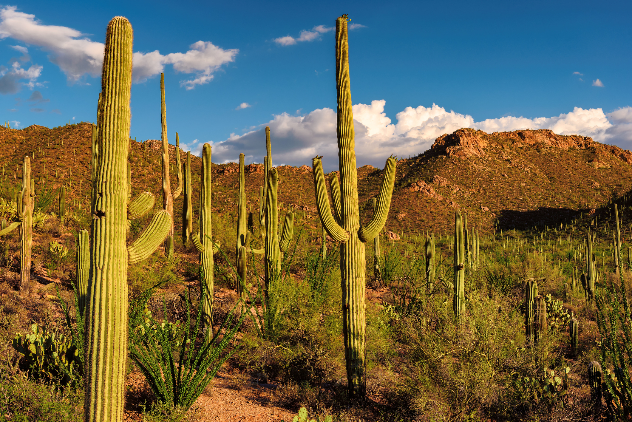 Saguaro National Park near Tucson, Arizona