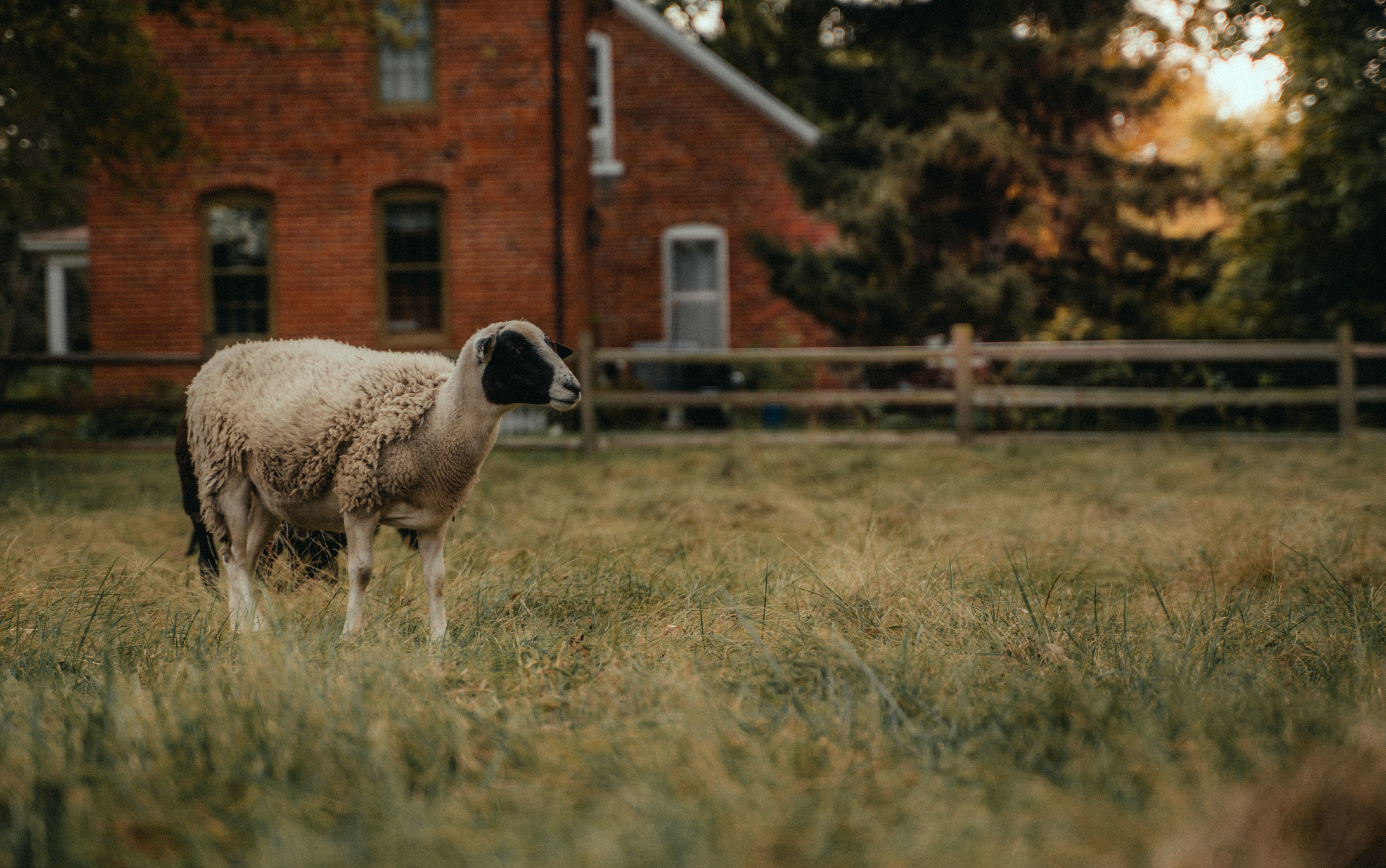 Sheep grazing in a pasture in Nauvoo