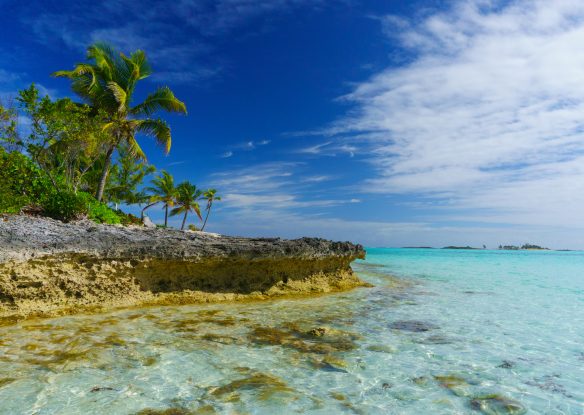 Clear water and palm trees on beach in the Abacos, Bahamas